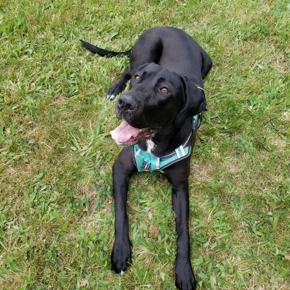 Meet your Posher, Chelsey - Picture 3 of 4